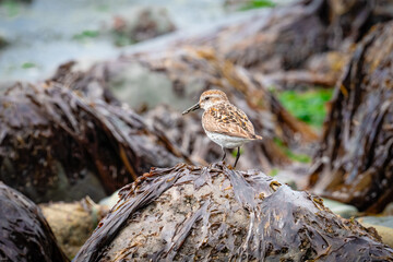 sparrow on a rock