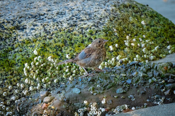 bird on a rock