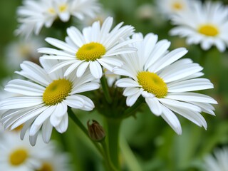 Fototapeta premium Close up of delicate white daisies with yellow centers in soft focus