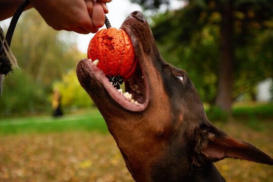 Brown dog excitedly biting a toy held by hand in a park