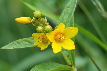 Closeup on a common flowering Yellow loosestrife wildflower, Lysimachia vulgaris