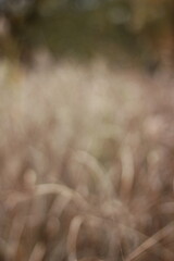 A dreamy view of tall golden grasses growing in the fields.