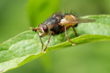 Detailed closeup on a hairy Common Tachina fera fly perched in vegetation