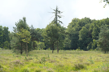 Peaceful meadow scene with lush green grass and trees under a cloudy sky, evoking tranquility and a...