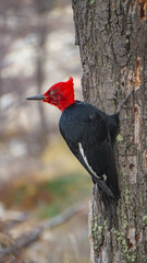 red billed woodpecker
