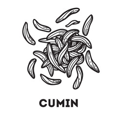Cumin seeds sketch. Hand drawn vector illustration. Handful of spice. Kitchen spice