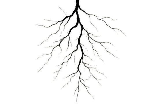 Black silhouette of tree roots growing on transparent background