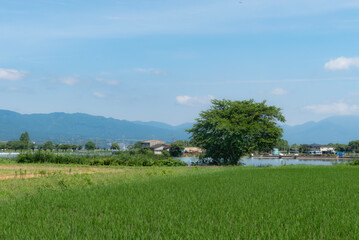湖畔の田んぼと青空　滋賀県草津市　琵琶湖に通じる平湖