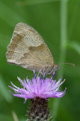 Vertical closeup on a Meadow Brown butterfly, Maniola jurtina with closed wings