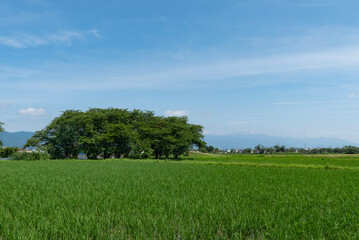 湖畔の田んぼと青空　滋賀県草津市　琵琶湖に通じる平湖