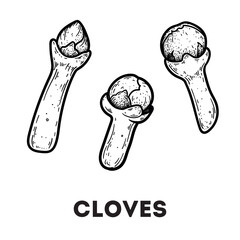 Cloves sketch. Hand drawn vector illustration. Kitchen spice