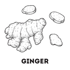 Ginger root sketch. Hand drawn vector illustration. Kitchen spice