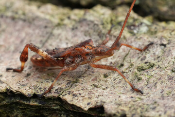 Closeup on a nymph larvae of the Western conifer seed bug, Leptoglossus occidentalis