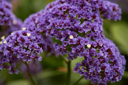 Limonium perezii, Perez`s sea lavender purple flower - Powered by Adobe