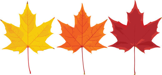 Set of Three Autumn Maple Leaves – Yellow, Orange, and Red Fall Foliage Illustration for Seasonal Decor, Crafts, Nature Themes, or Education