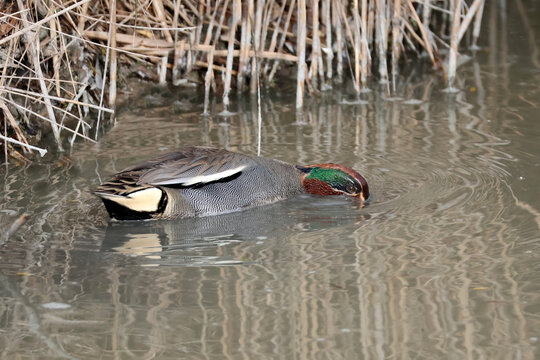 une sarcelle d hiver