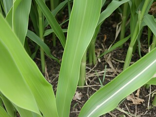 Obraz premium Close up of lush green corn stalks and leaves in a field