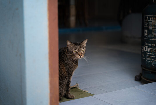 cat on the Window 