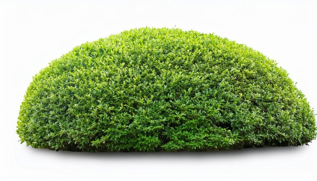 a large shrubs or green bush isolated on white or white background natural small leaf