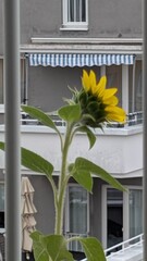 Sonnenblume