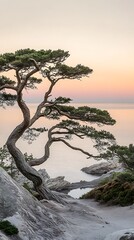 夕暮れの孤高の松