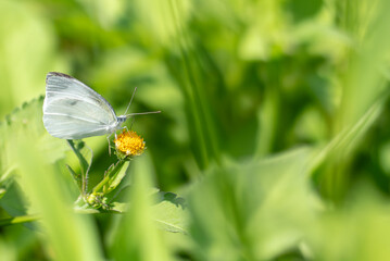 夏の公園を飛び回るモンシロチョウ