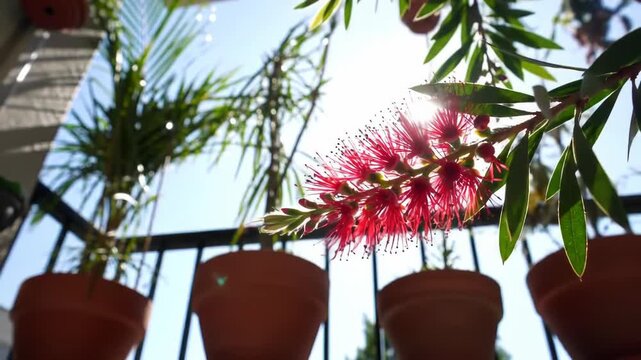 Bottlebrush Bloom on a Sunny Balcony