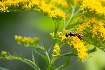 Darázs aranyvesszőn