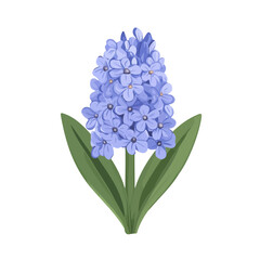 Fototapeta premium Hyacinth Flower, flat style 2D vector image, isolated on a white background