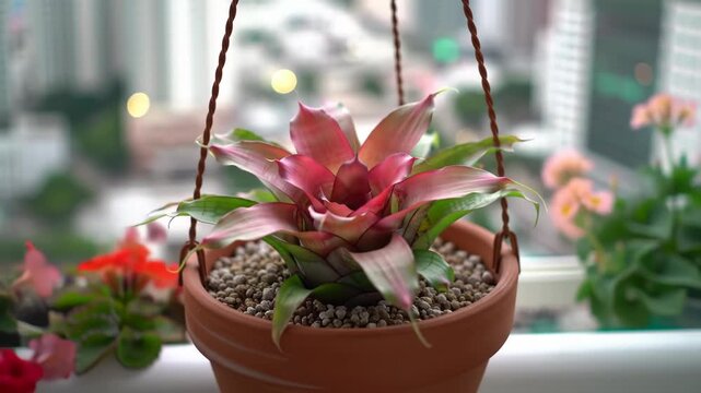 Bromeliad Beauty: Indoor Plant with Urban Backdrop
