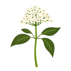 Minimal flat vector of a Elder Flower, 2D icon-style illustration on white background