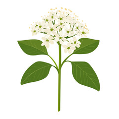 Elder Flower, flat style 2D vector image, isolated on a white background