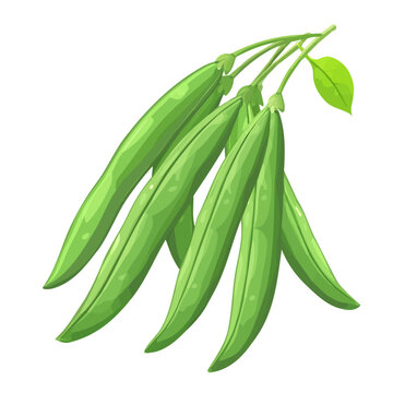 2D flat vector illustration of a Green Beans in icon style, isolated on white background