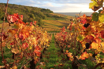 Paysage de vignoble en automne en Champagne, vue en perspective entre deux rangs de vigne avec des feuilles teintées de jaune, roux, orange et rouge (France)