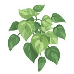 Jade Pothos, flat style 2D vector image, isolated on a white background