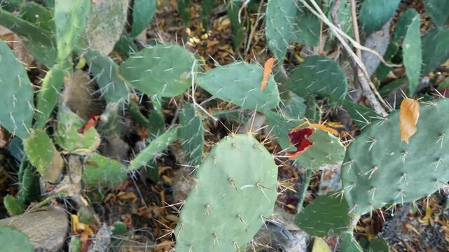 Close-up of large green spiky cactus leaves with dry leaf in summer season. Opuntia ficus 