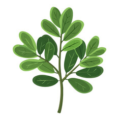 Euphorbia, flat style 2D vector image, isolated on a white background