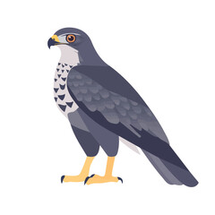 Flat 2D Goshawk illustration, vector graphic in icon style, on white background