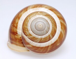 seashell on a background