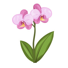 Exotic Orchid, flat style 2D vector image, isolated on a white background