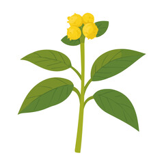 Minimal flat vector of a Goldenseal, 2D icon-style illustration on white background