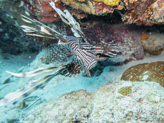 Lionfish (pterois volitans) invasive at the atlantic ocean