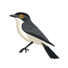 Minimal flat vector of a Cuckooshrike, 2D icon-style illustration on white background