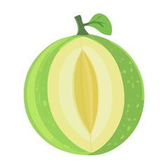 Minimal flat vector of a Honeydew, 2D icon-style illustration on white background