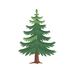 Flat 2D Fir Sapling illustration, vector graphic in icon style, on white background