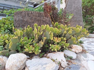 cactus plants in the garden