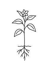 Simple line drawing of a flowering plant with roots isolated on white background