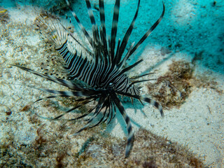 Lionfish (pterois volitans) spreading it fins