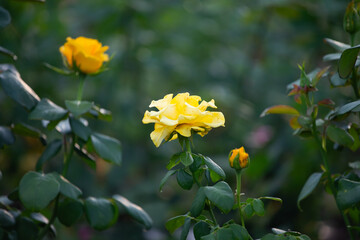 Obraz premium Yellow roses in the summer garden