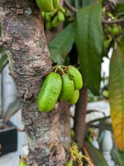 Fresh green starfruit (belimbing wuluh) ripening on tree branch, natural organic produce